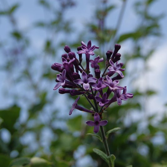 Syringa 'Bloomerang Dark Purple'