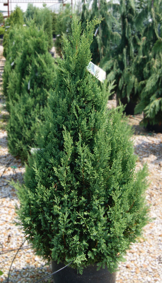 Juniperus c. 'Blue Point'