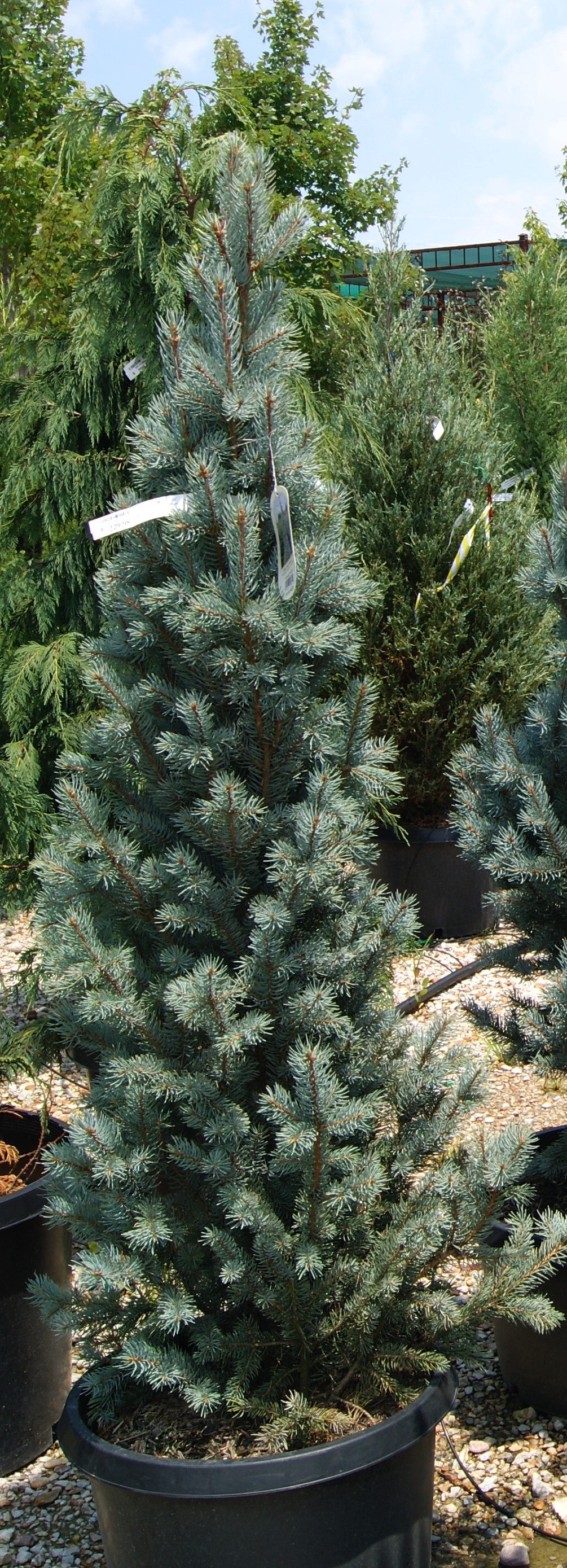 Picea pungens fastigiata 'Blue Totem'