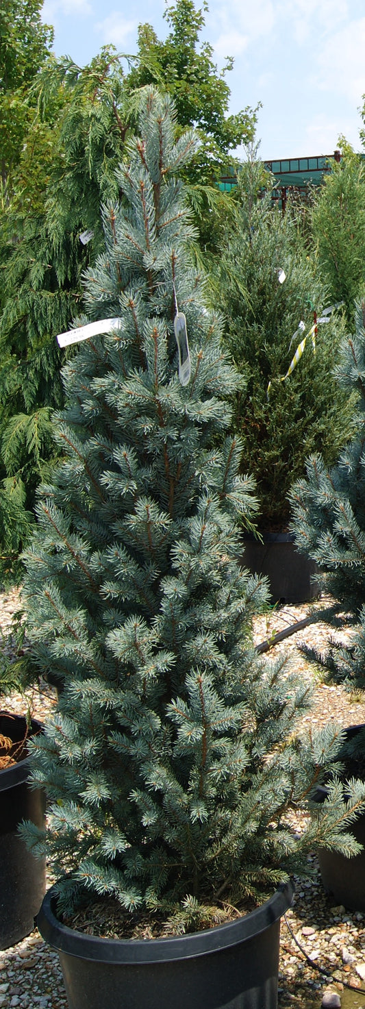 Picea pungens fastigiata 'Blue Totem'