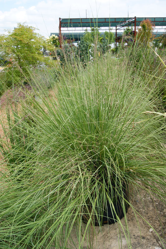 Grass, Seep Muhly 'Undaunted Ruby' (Muhlenbergia)