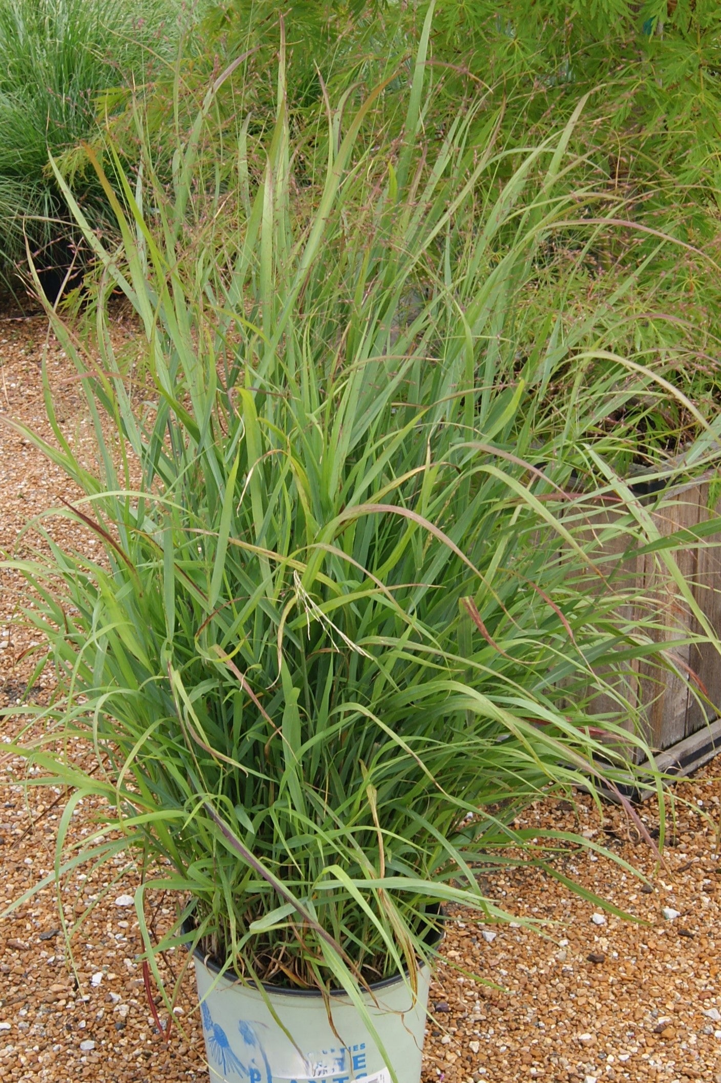 Panicum virgatum 'Shenandoah'