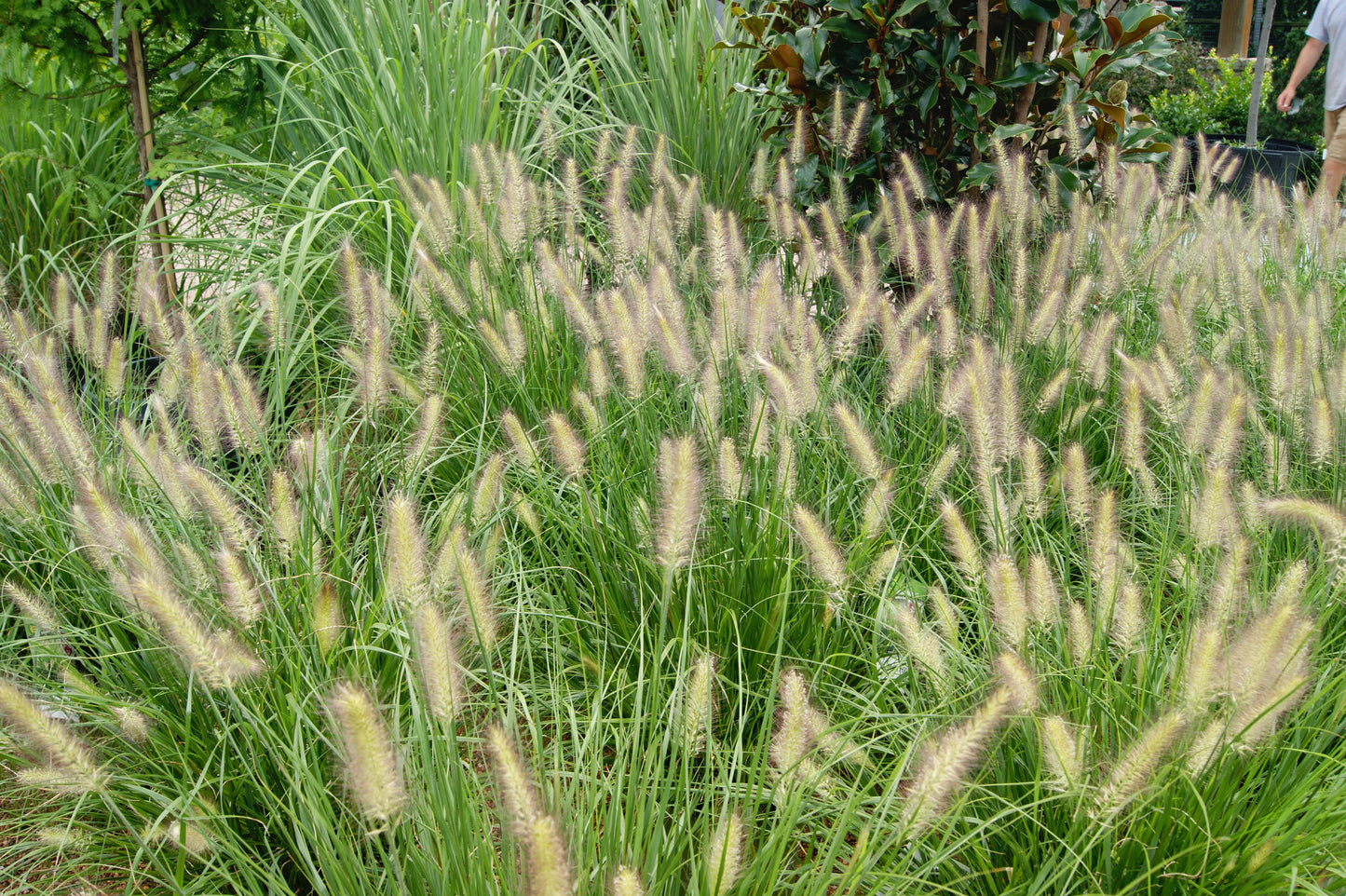 Pennisetum alopecuroides 'Hush Puppy'