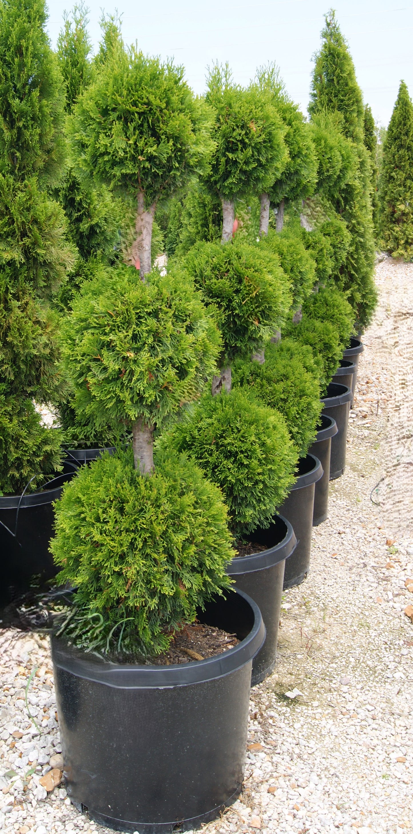 Thuja occidentalis 'Emerald'