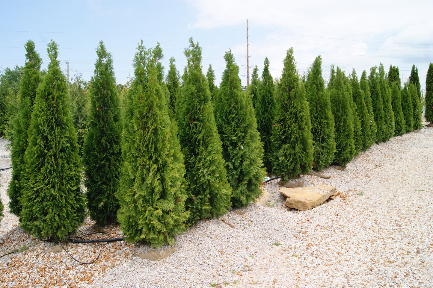 Thuja occidentalis 'Emerald'