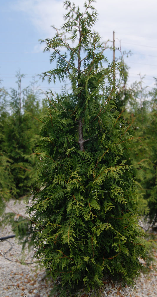 Thuja plicata 'Green Giant'