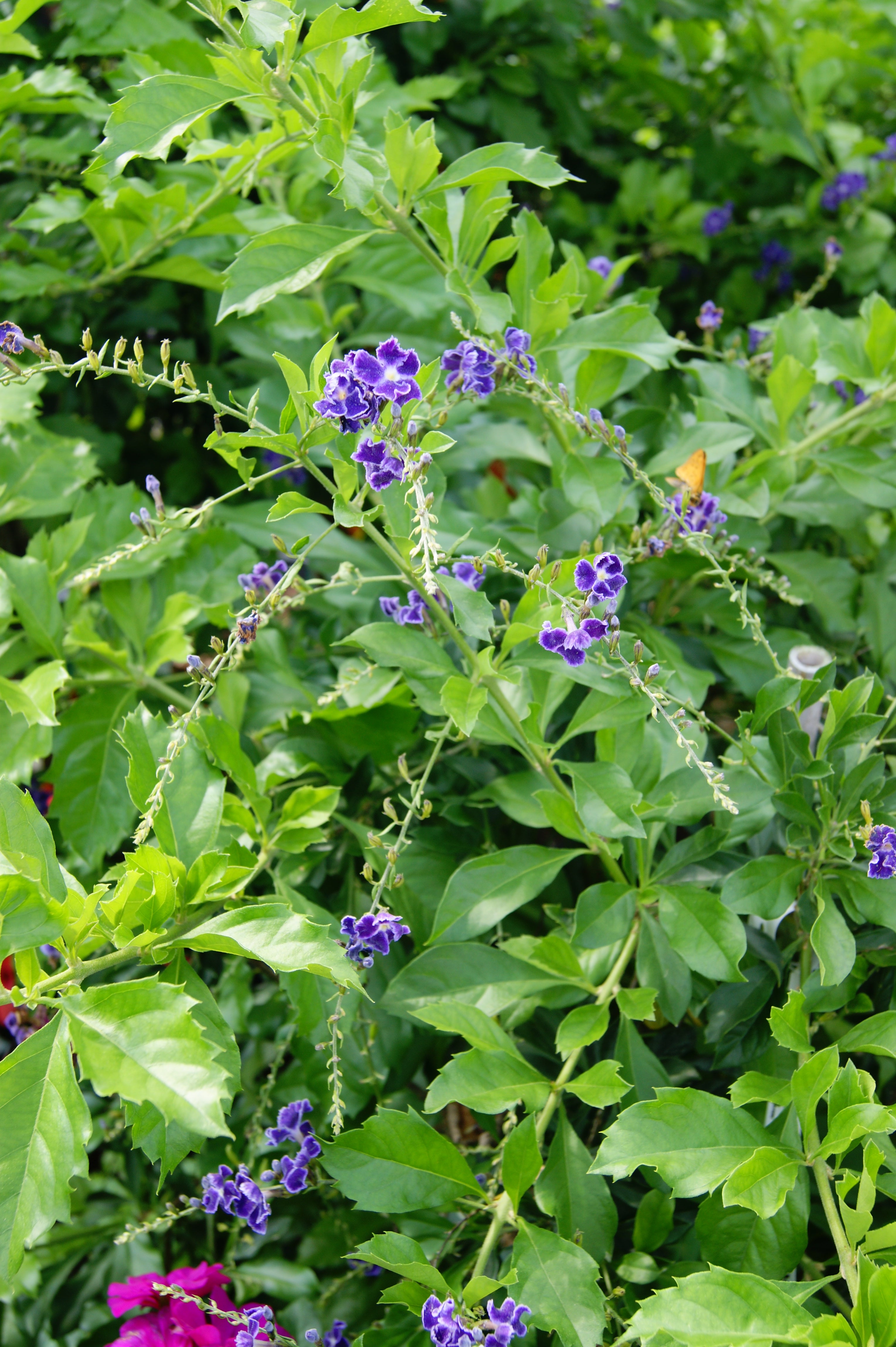 Sky Flower 'Sapphire Shower' (Duranta) – Passiglia Landscape