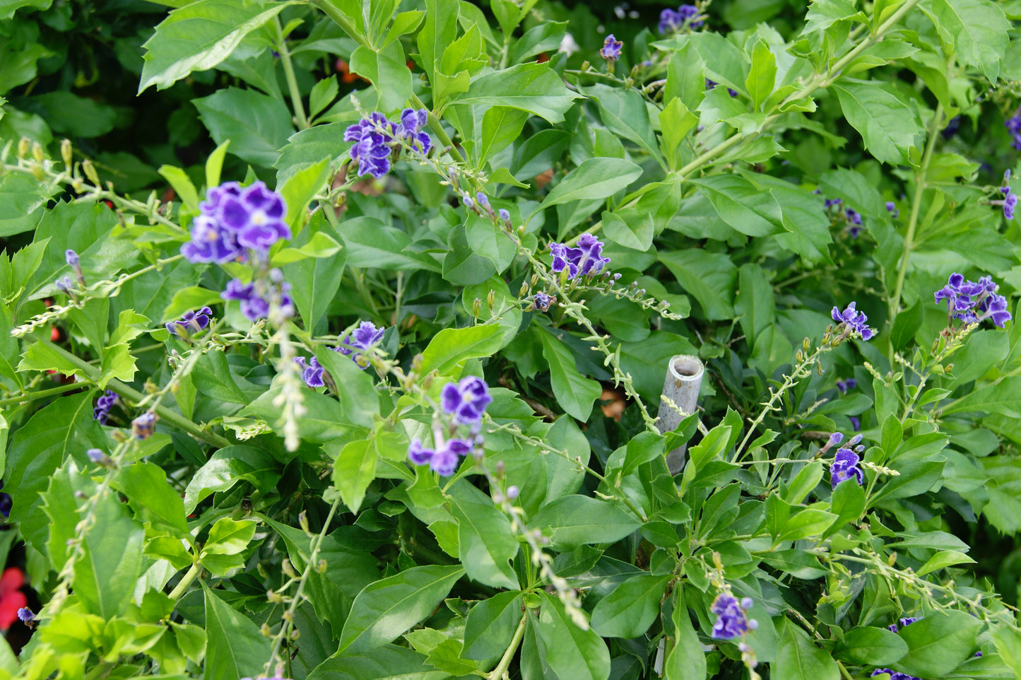 Duranta erecta 'Sapphire Shower'