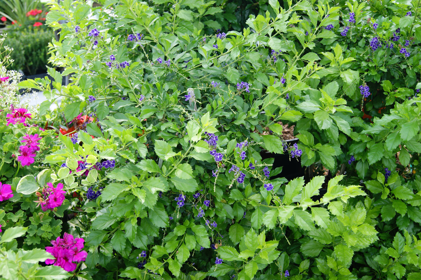 Duranta erecta 'Sapphire Shower'