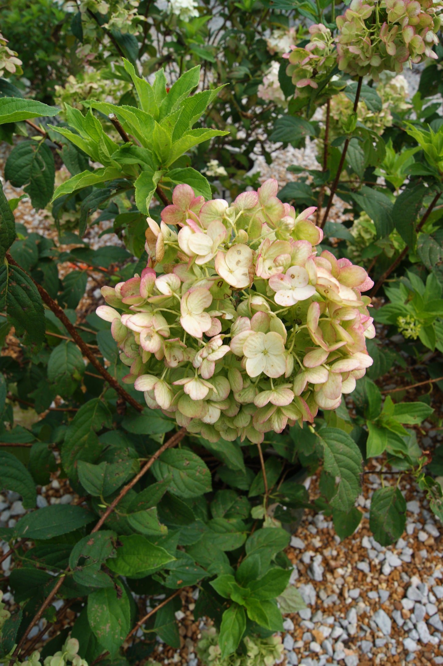 Hydrangea paniculata 'Strawberry Shake'