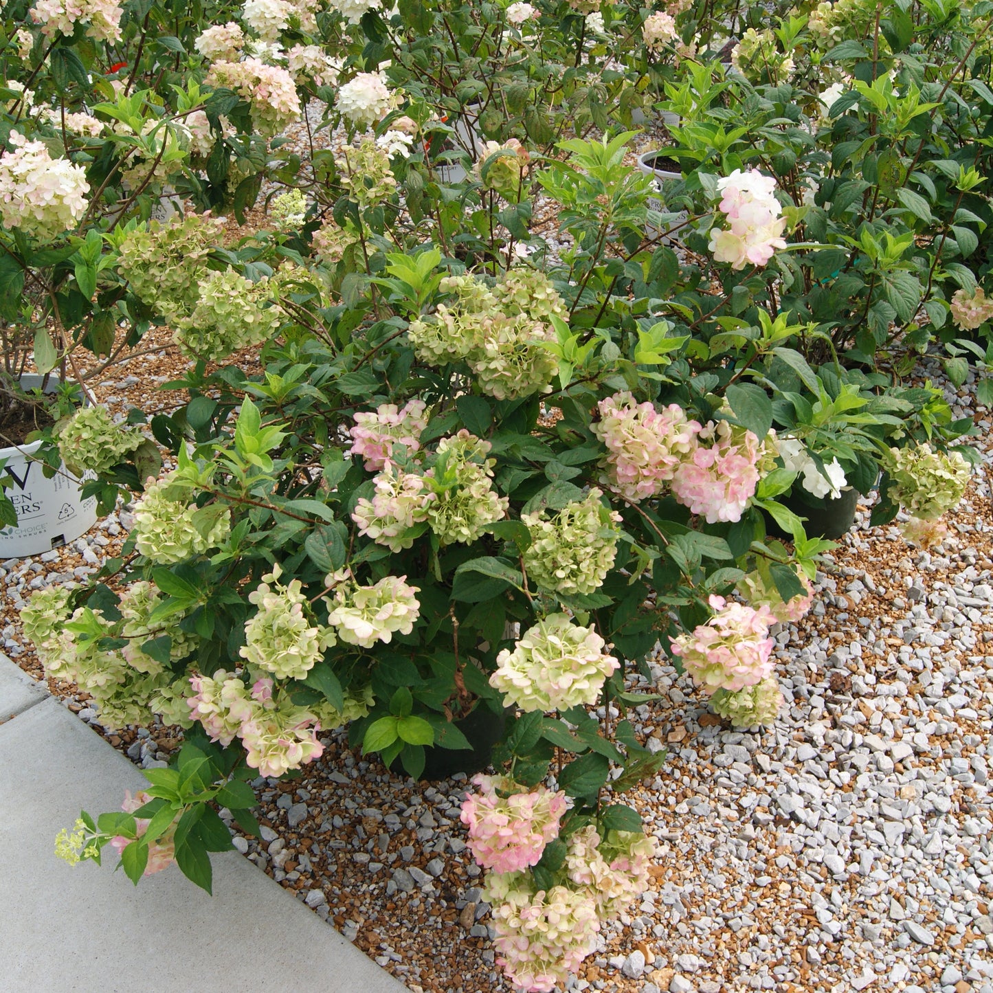 Hydrangea paniculata 'Strawberry Shake'