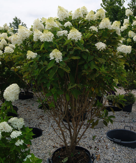 Hydrangea paniculata 'Ruby Snow'