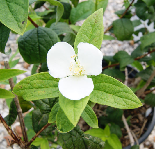 Philadelphus coronarius 'Illuminati Arch'