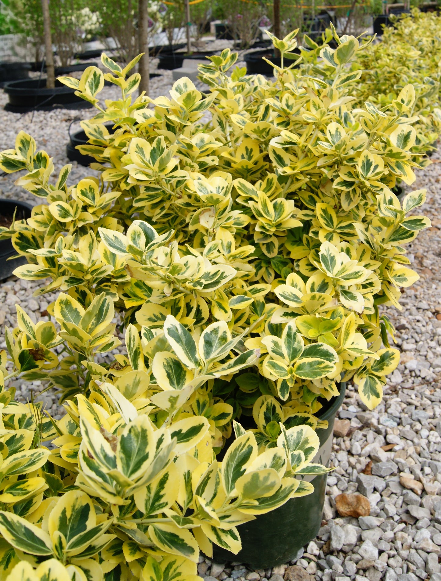 Euonymus fortunei 'Sunrise'