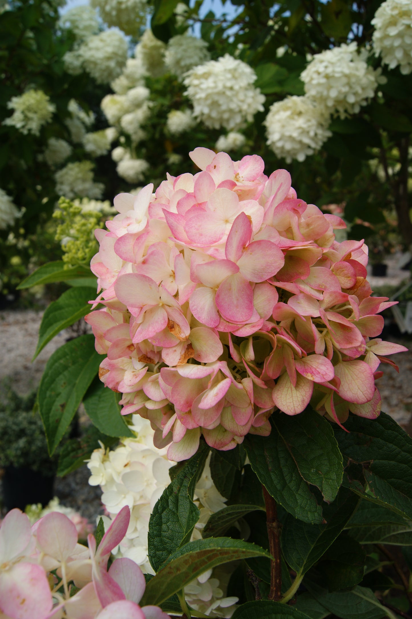 Hydrangea paniculata 'Ruby Snow'