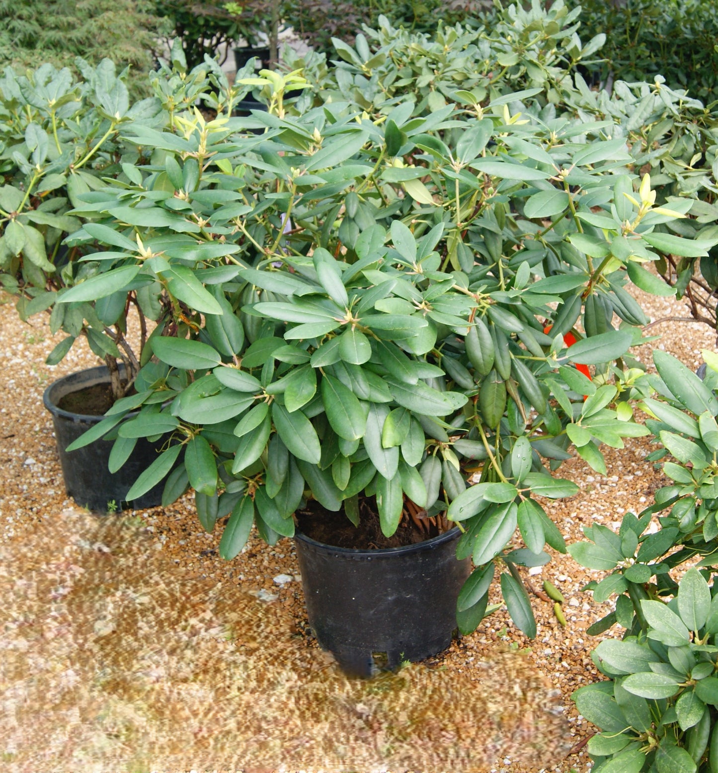 Rhododendron catawbiense 'Boursault'