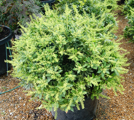 Pieris japonica 'Prelude'