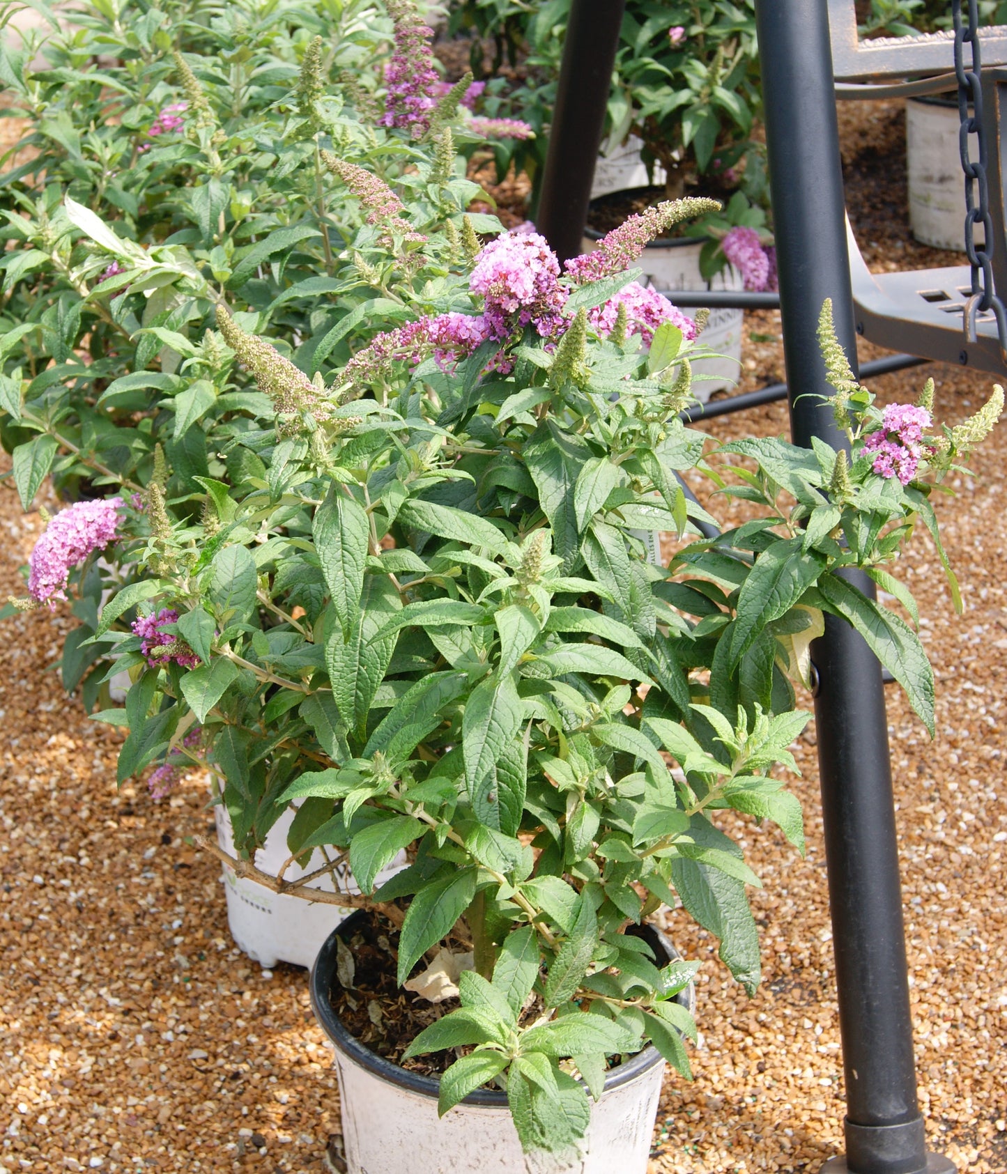 Buddleia 'Pugster Pinker'