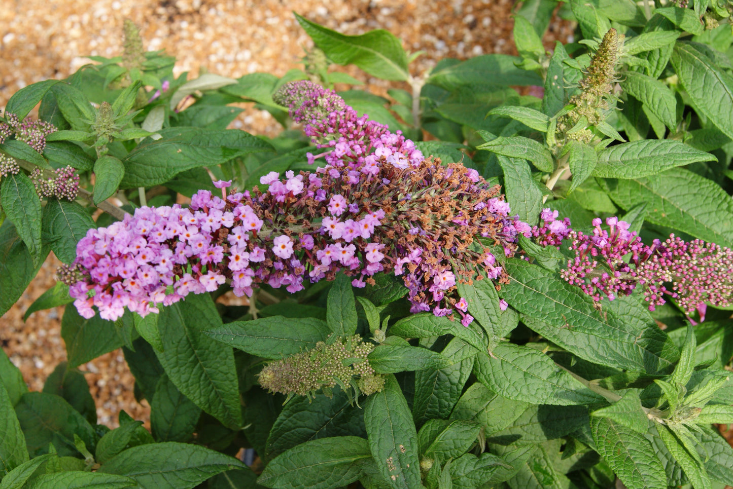 Buddleia 'Pugster Pinker'