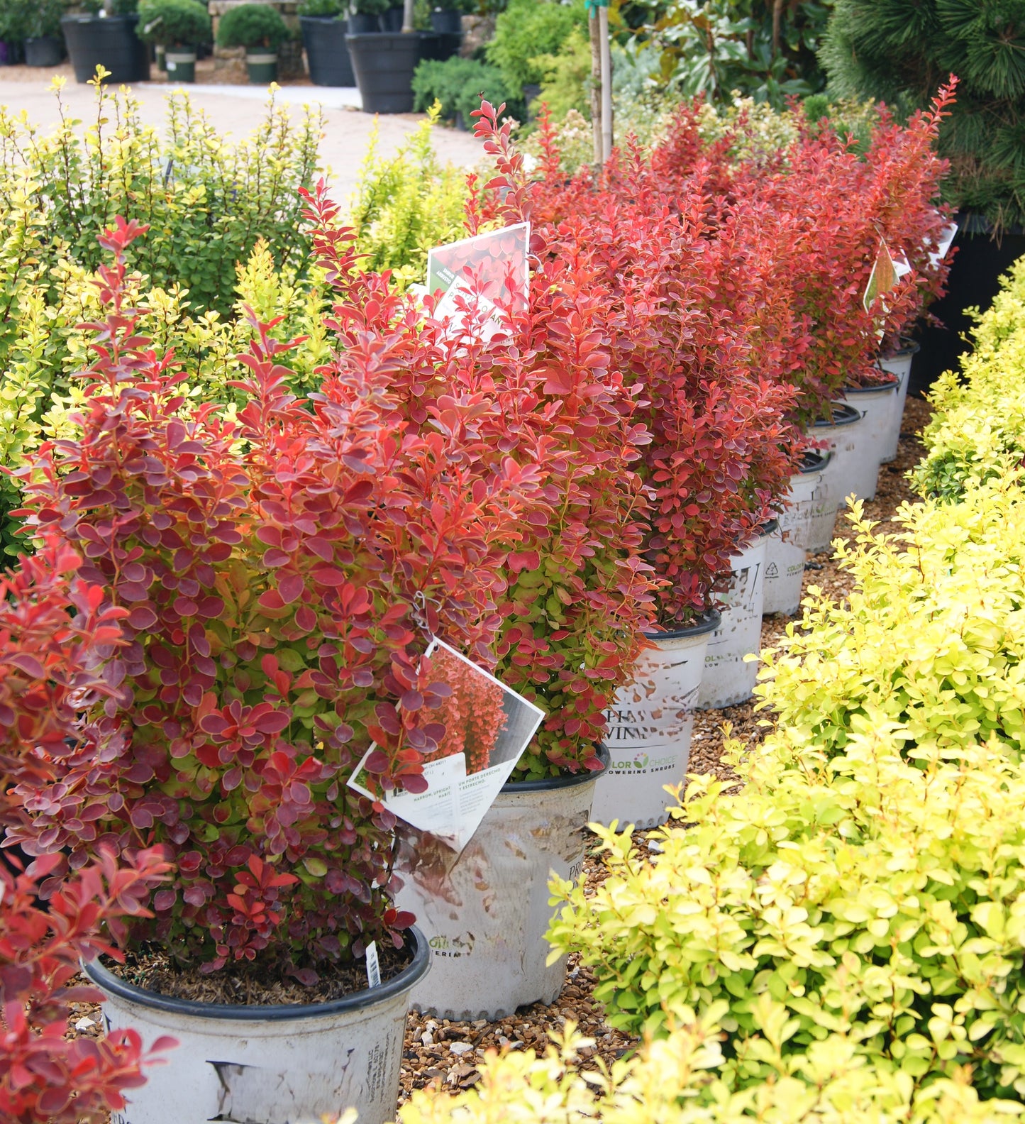 Berberis thunbergii 'Sunjoy Orange Pillar'