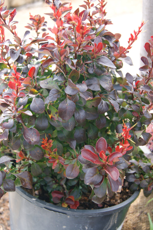 Berberis thunbergii 'Midnight Ruby'