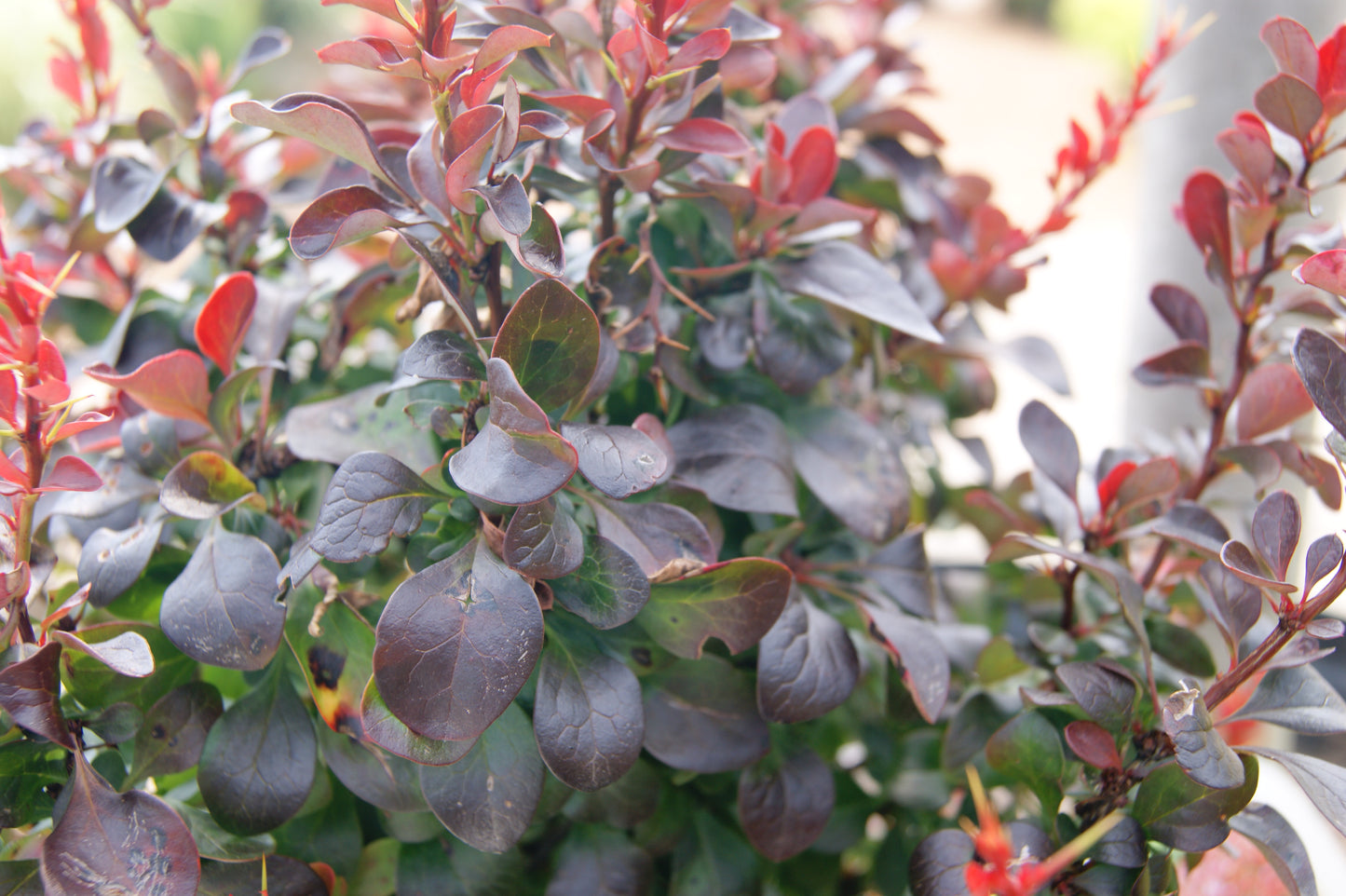 Berberis thunbergii 'Midnight Ruby'