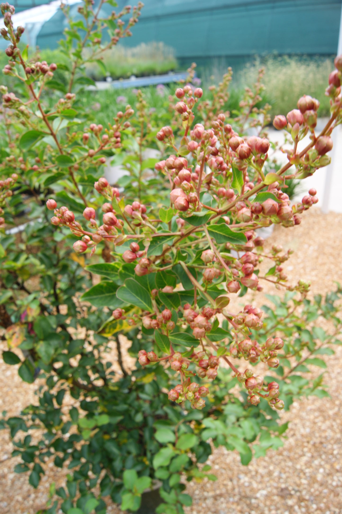 Lagerstroemia 'Tuscarora'