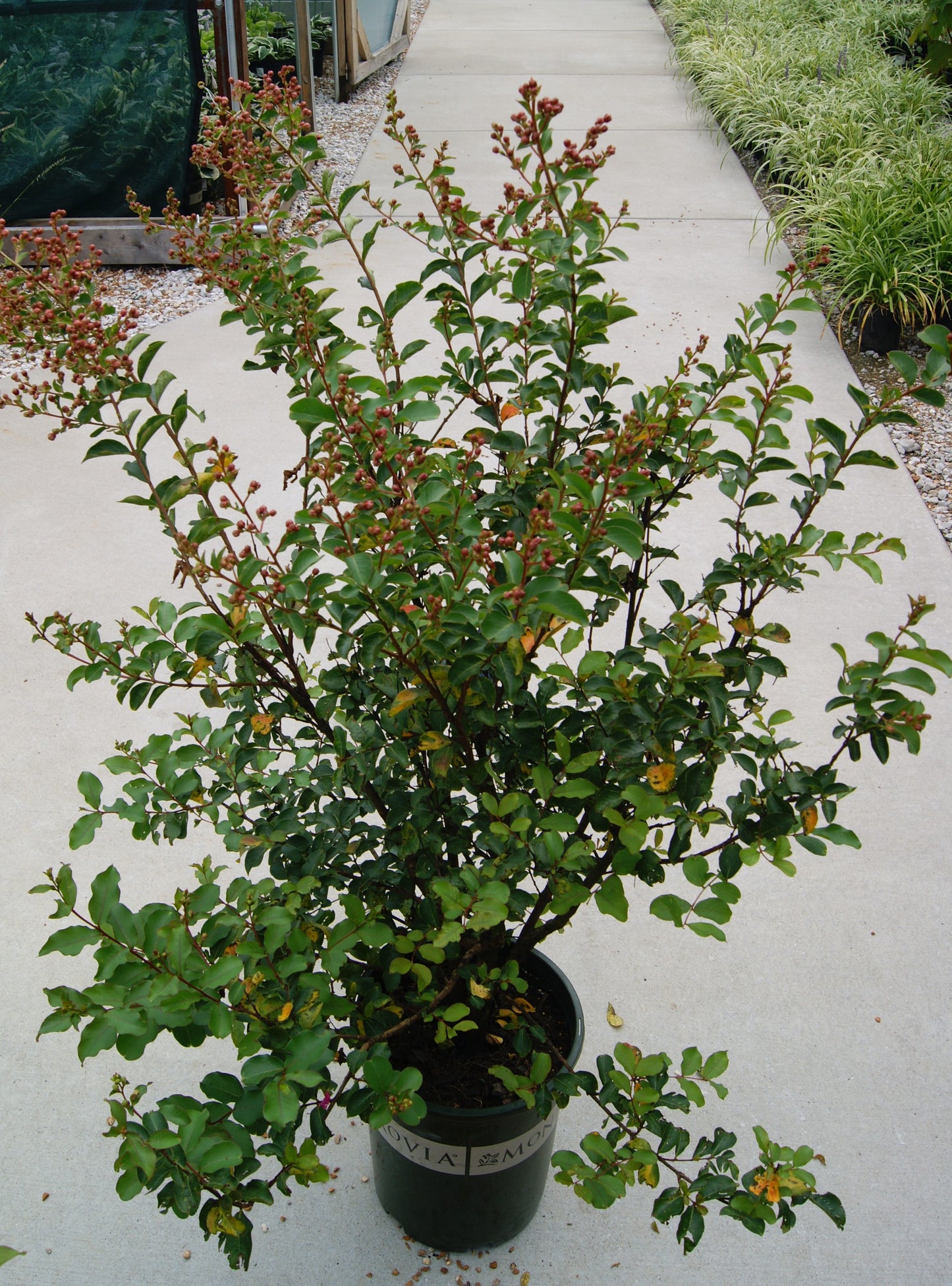 Lagerstroemia 'Tuscarora'