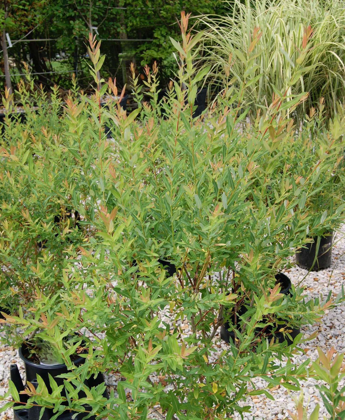 Willow, Dappled 'Flamingo' (Salix)