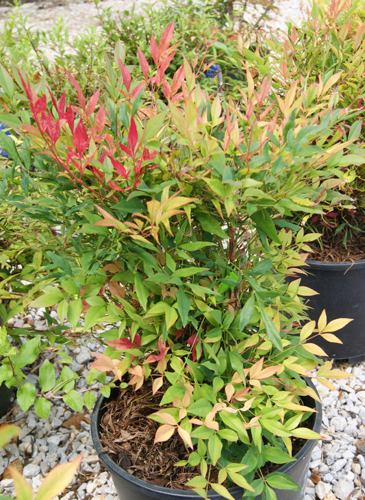 Heavenly Bamboo 'Burgundy Wine' (Nandina)