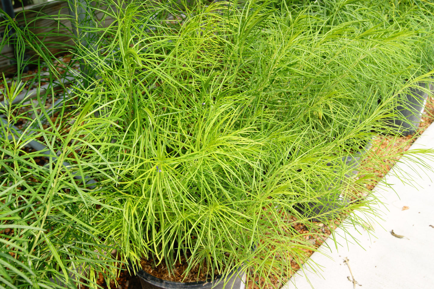 Amsonia hubrichtii