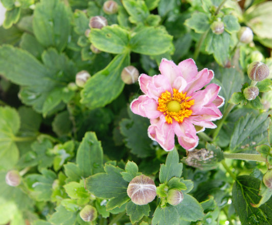 Anemone hupehensis 'Pocahontas'