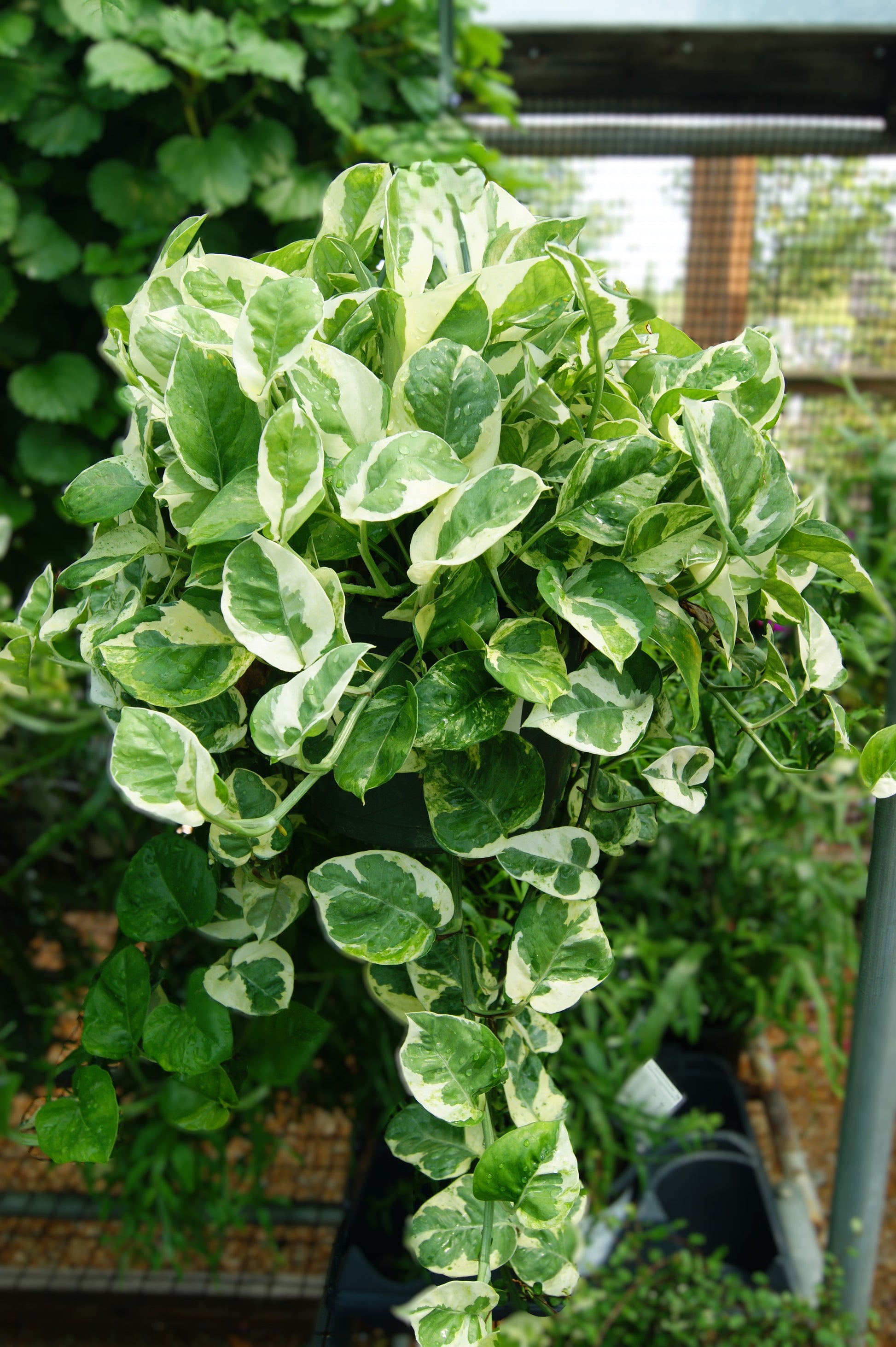 pothos n joy variegated Pothos, Variegated 'N Joy' (Epipremnum) – Passiglia Landscape, Nursery & Garden Center