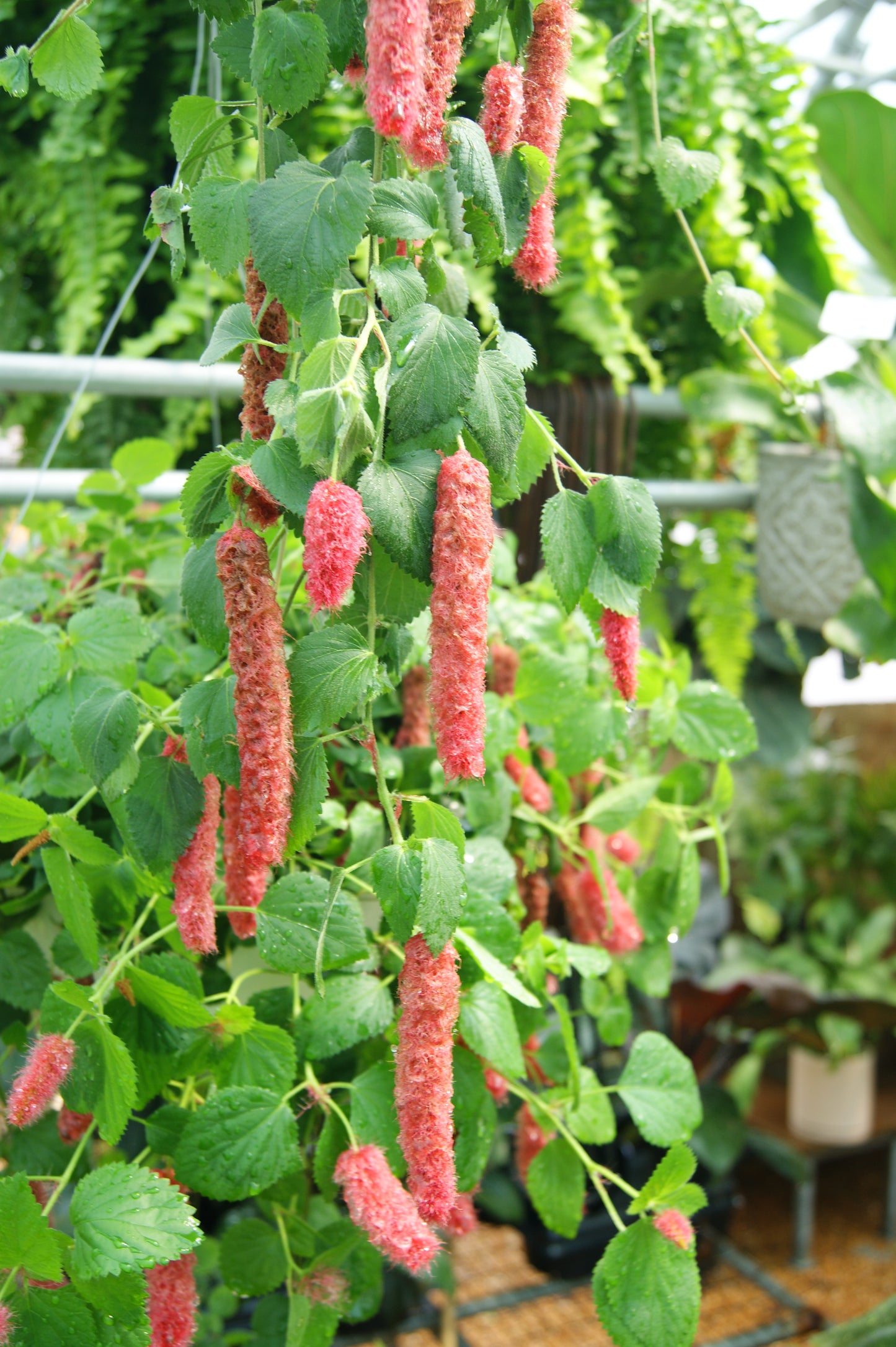 Acalypha hispida