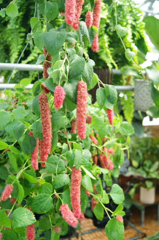 Acalypha hispida