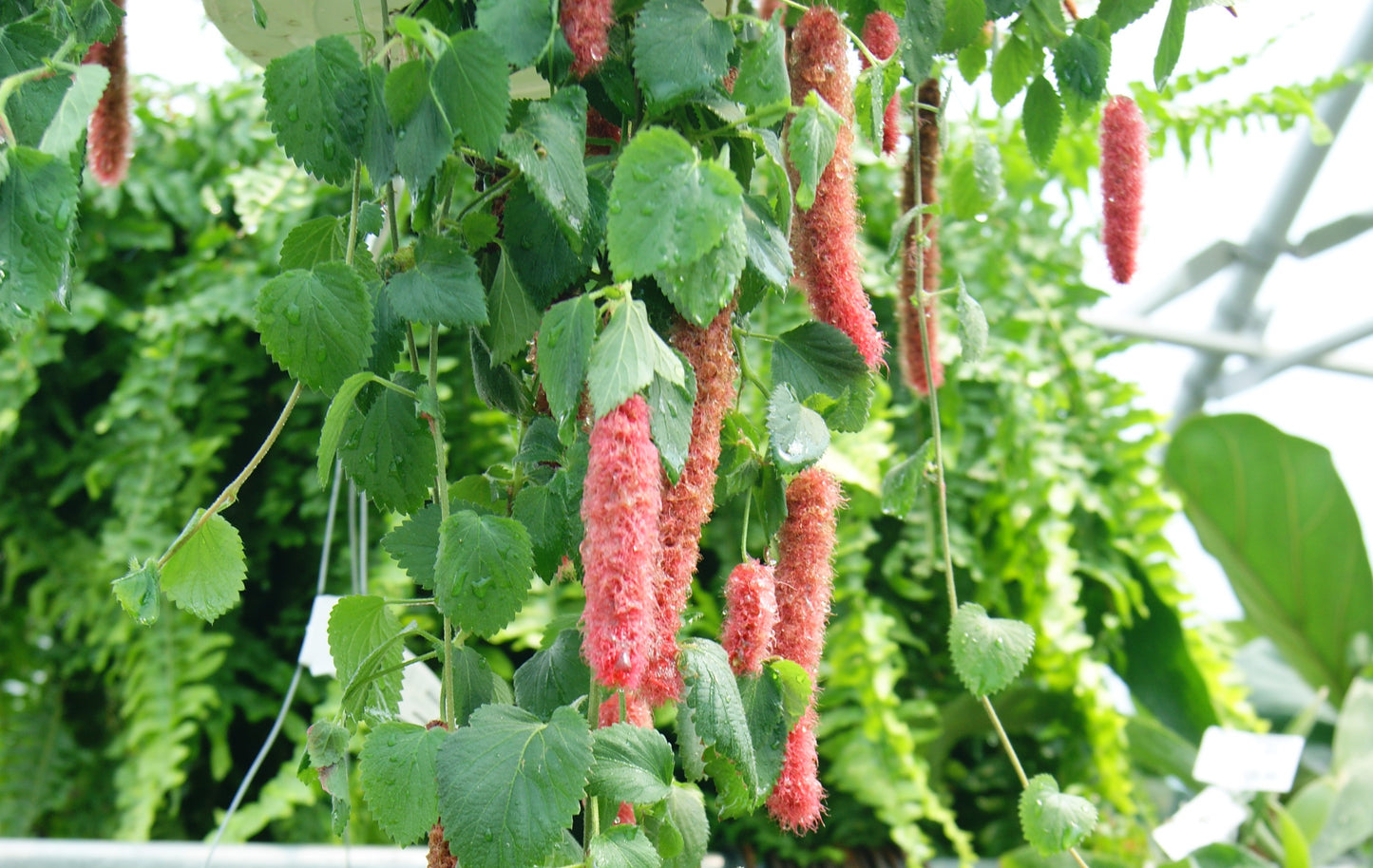 Acalypha hispida