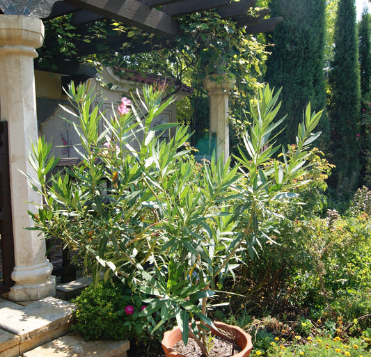 Nerium oleander