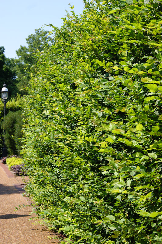 Hornbeam, American / Muscle Wood (Carpinus)