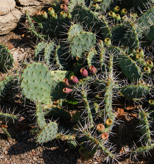 Opuntia humifusa