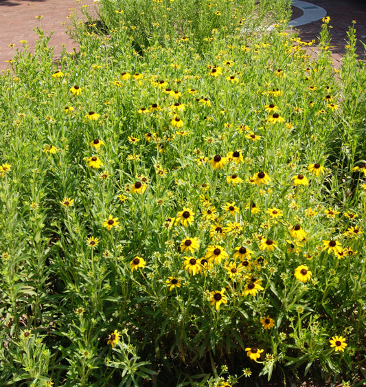 Rudbeckia missouriensis