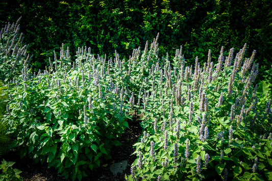 Agastache 'Blue Fortune'