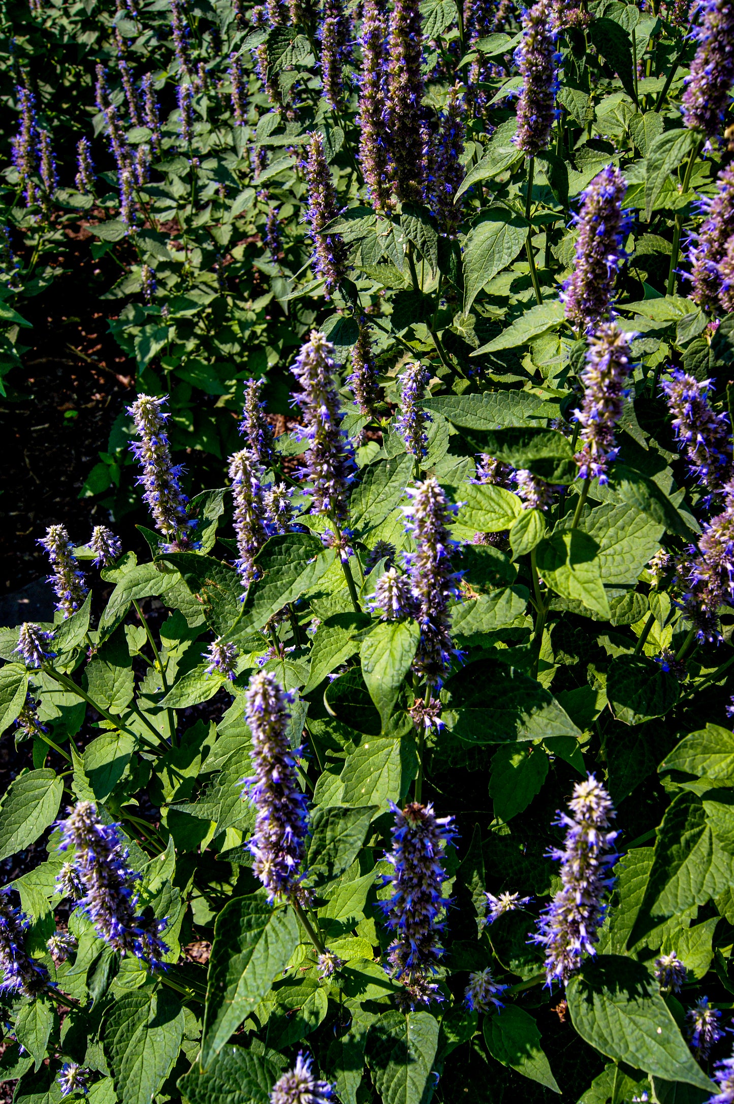 Agastache 'Blue Fortune'