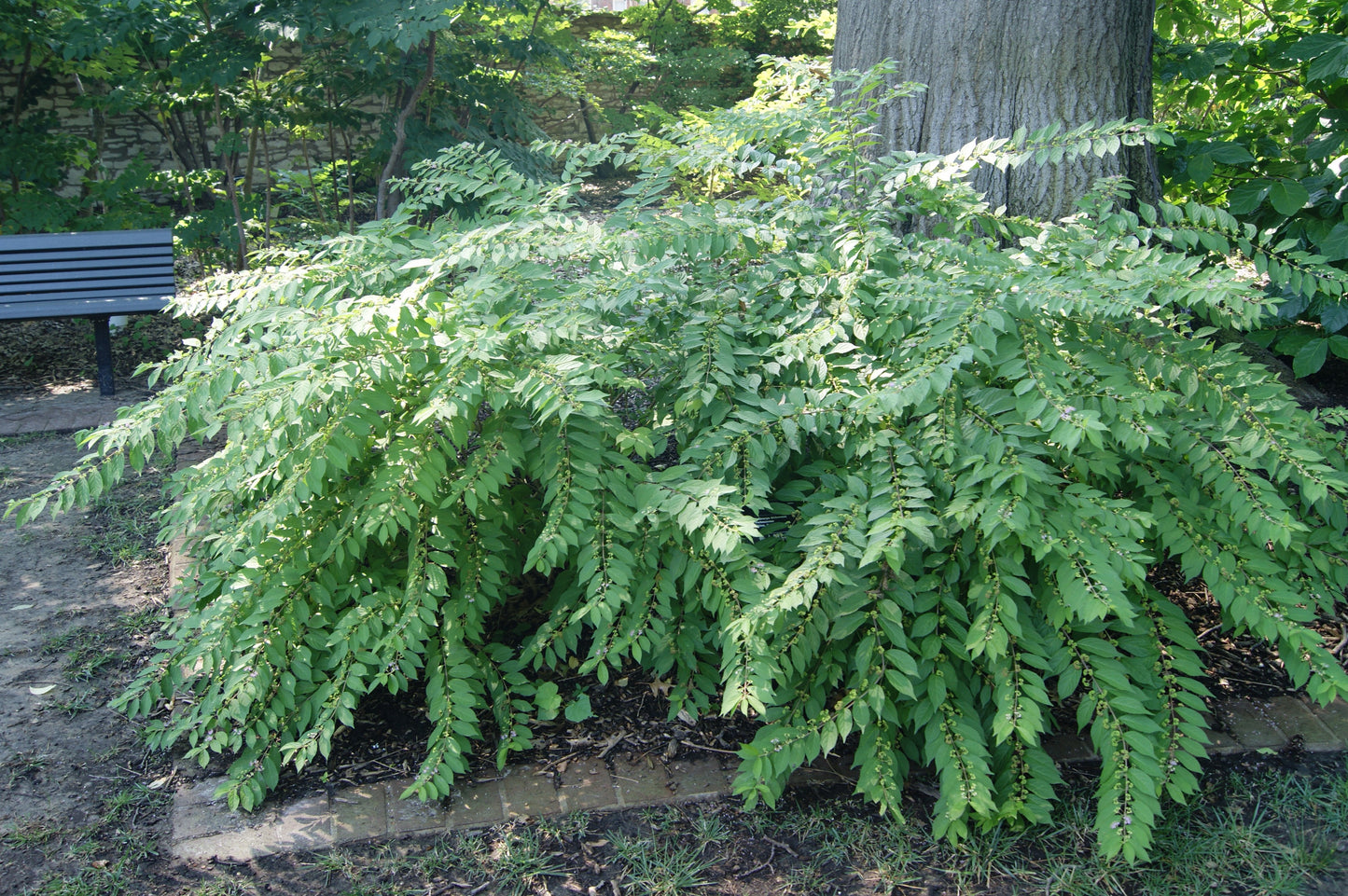 Callicarpa dichotoma 'Purple Pride'