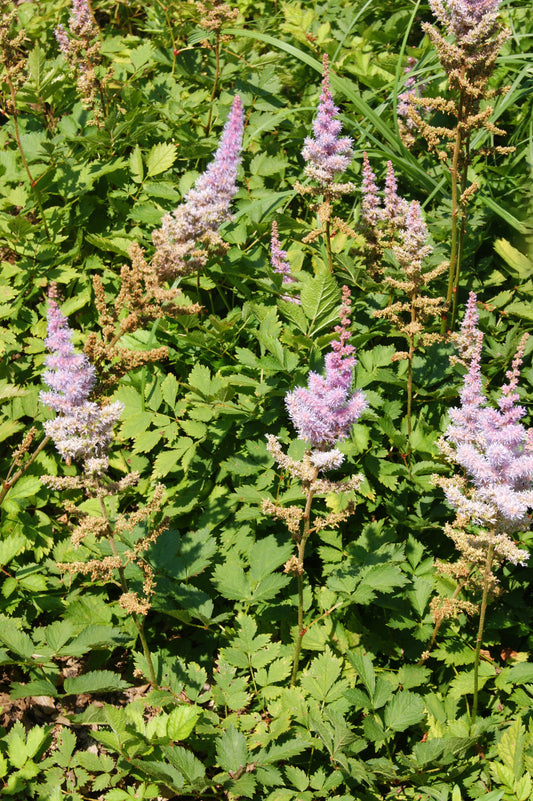 Astilbe chinensis 'Pumila'