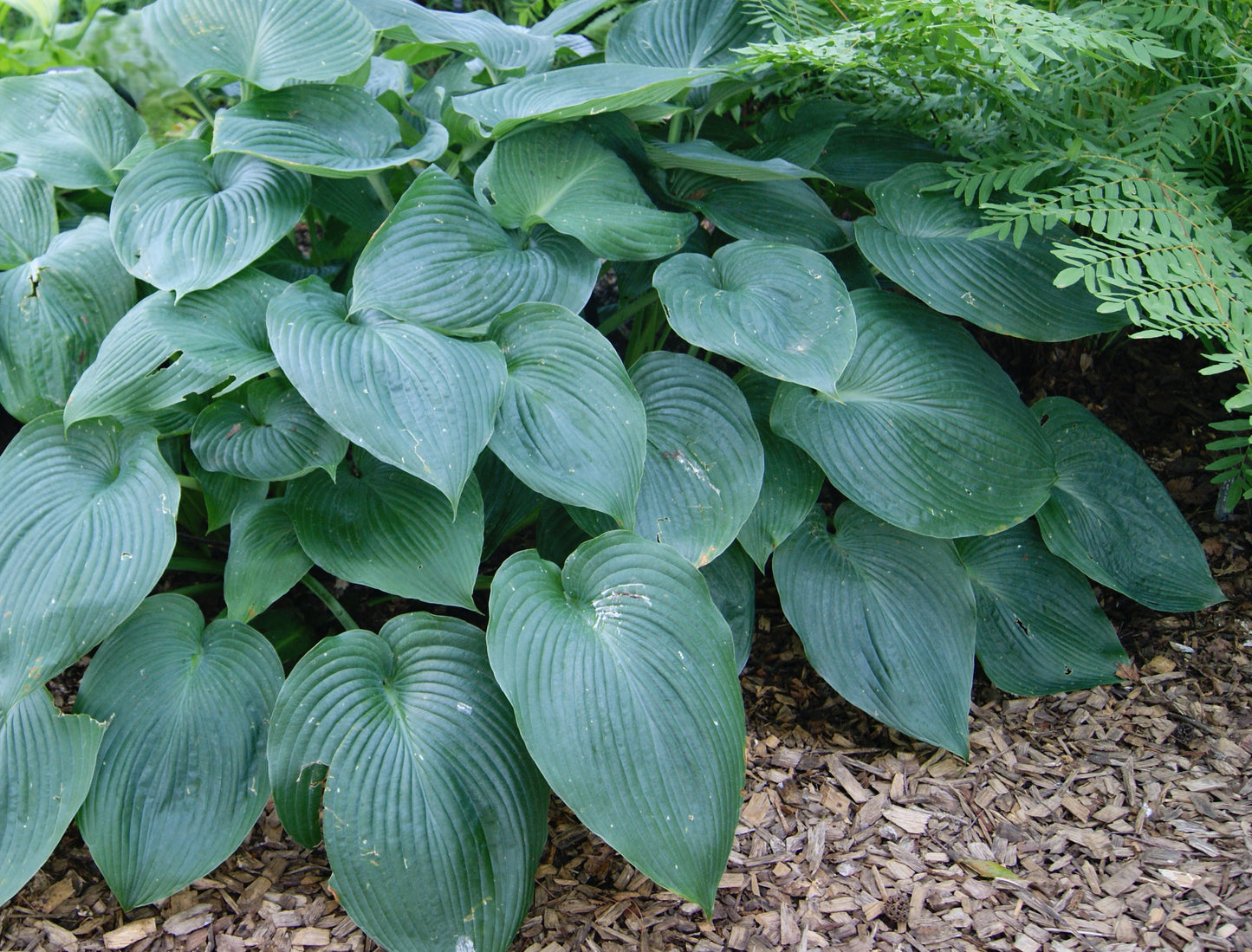 Hosta 'Blue Angel'