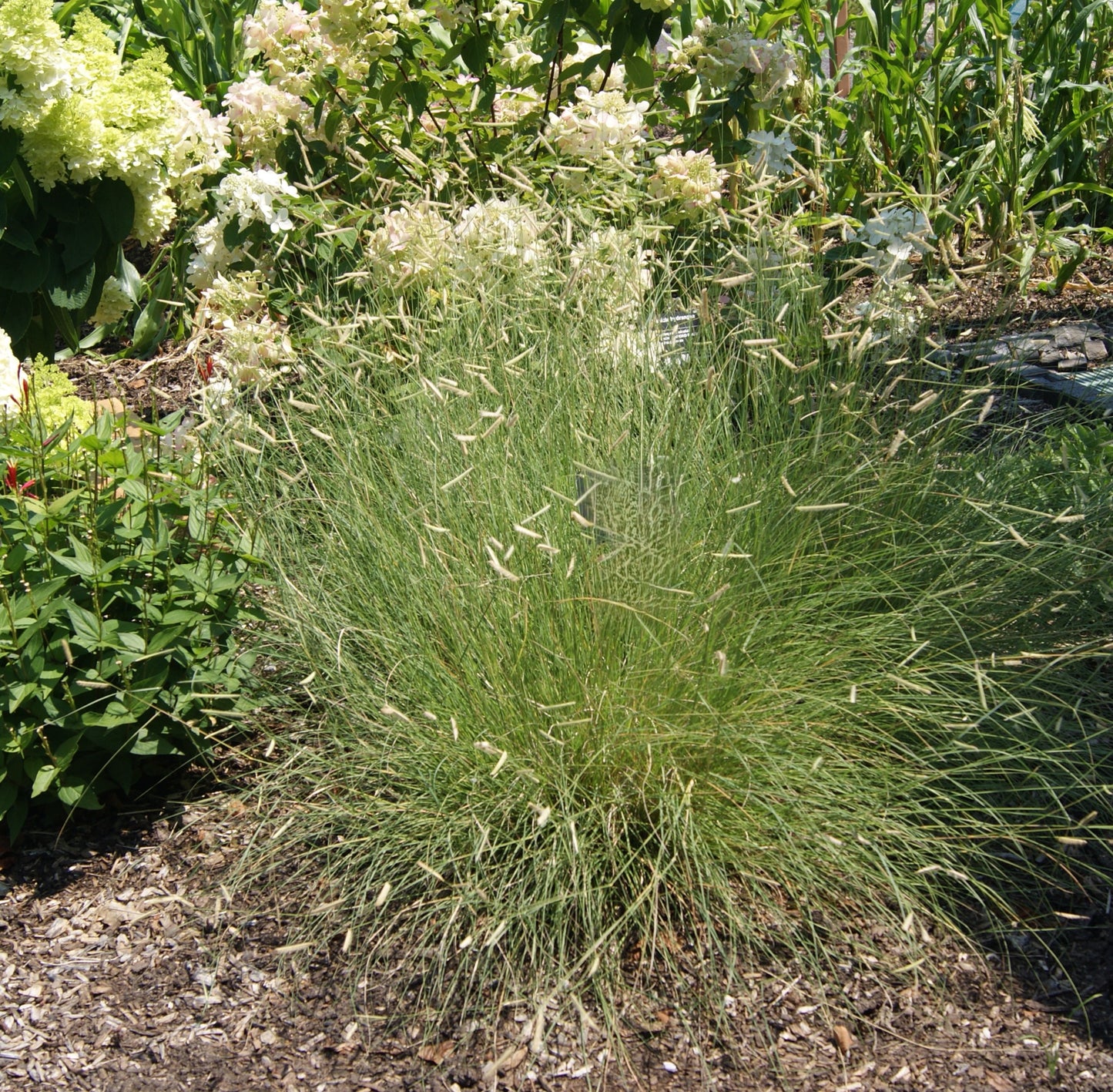 Bouteloua gracilis 'Blonde Ambition'