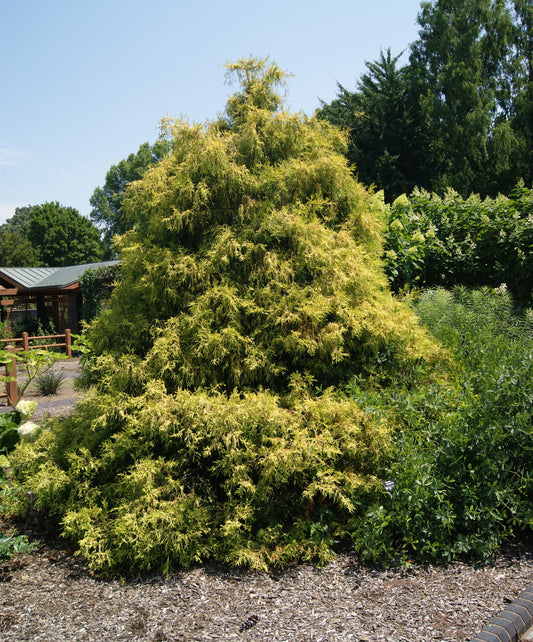 Chama. pis. 'Filitera Aurea'