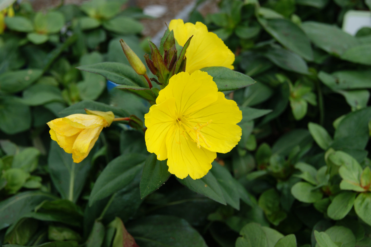 Oenothera fruiticosa 'Fireworks'