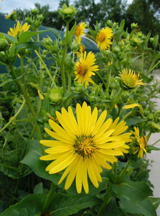 Silphium perfoliatum