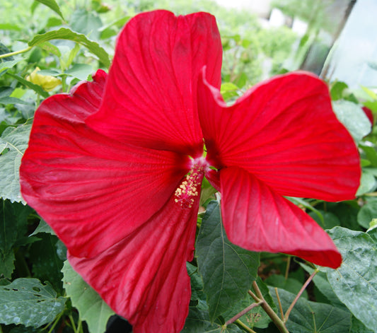 Hibiscus moscheutos 'Luna Red'